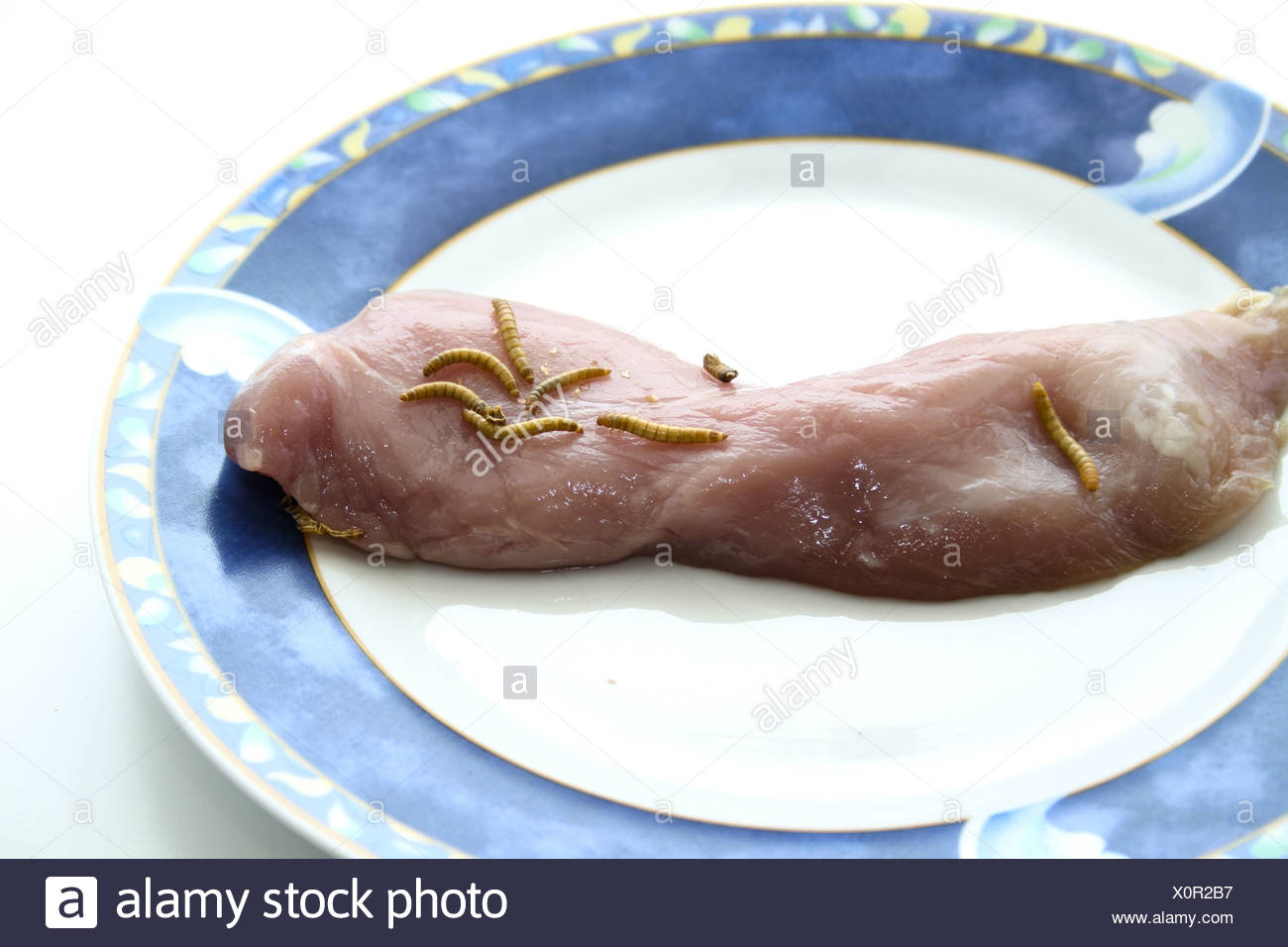 Maggots Meat High Resolution Stock Photography and Images Alamy