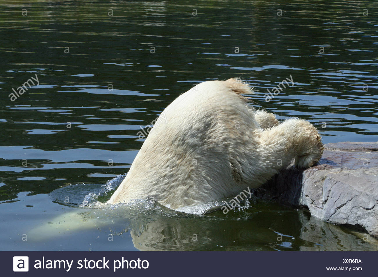 Polar Bear Diving Into Water Stock Photo Alamy
