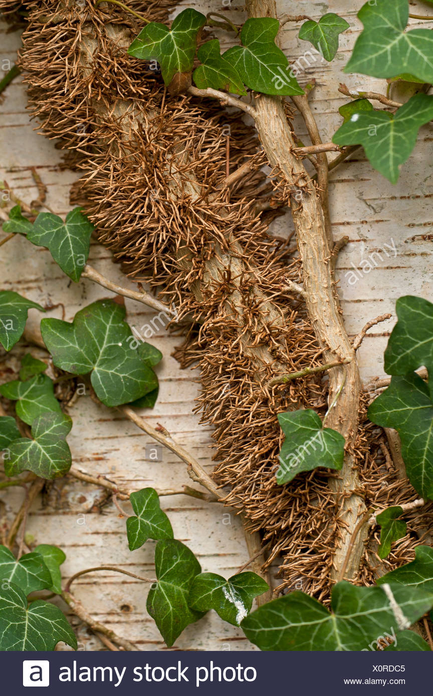 Ivy Roots High Resolution Stock Photography and Images - Alamy