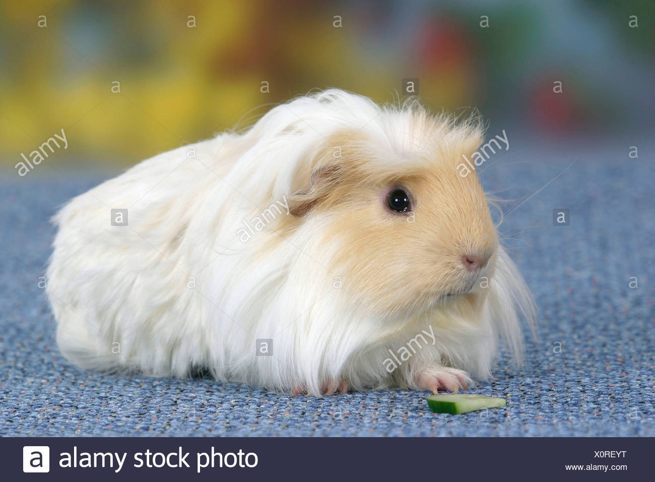 coronet guinea pig