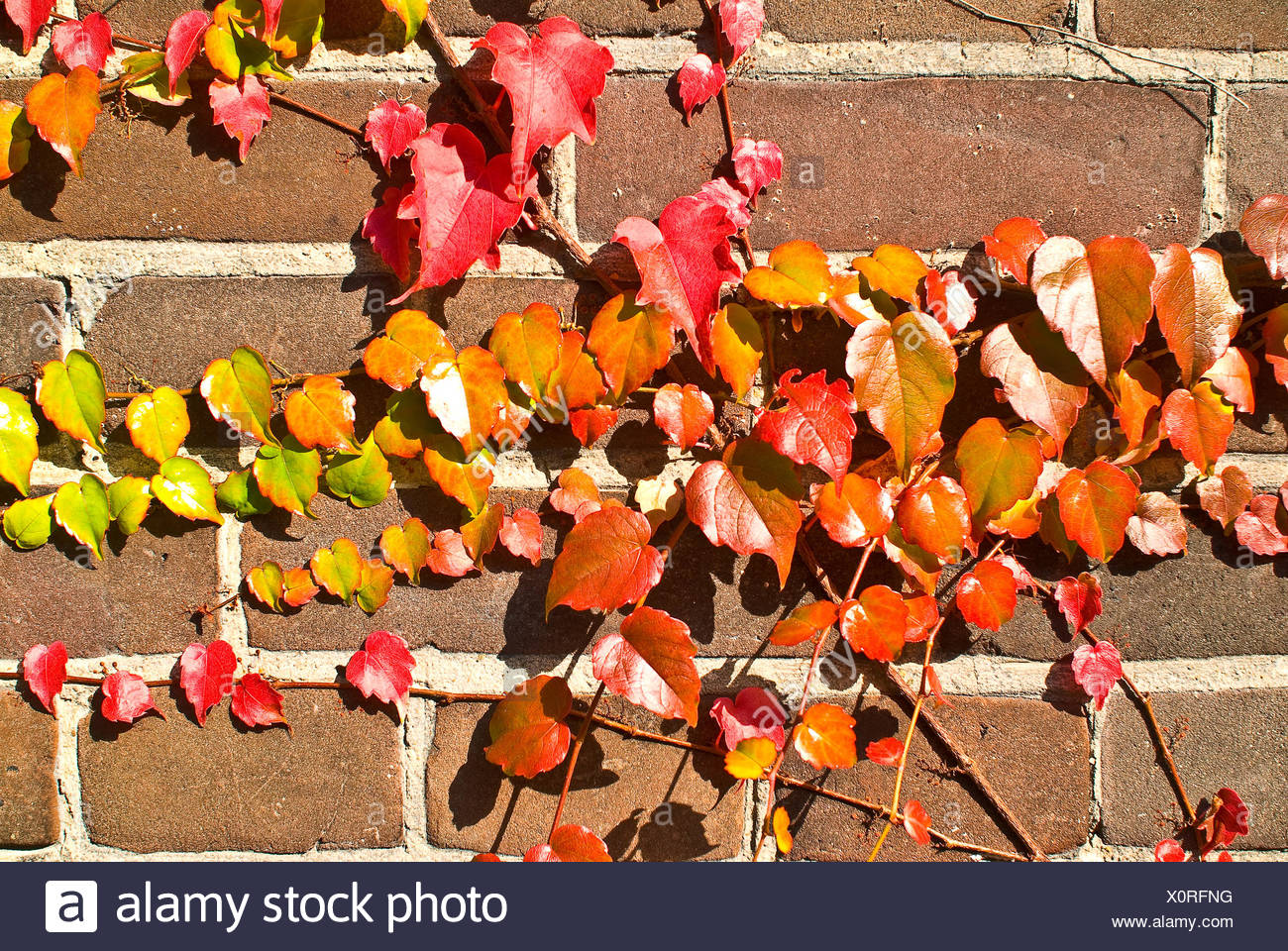Ivy in autumn Stock Photo