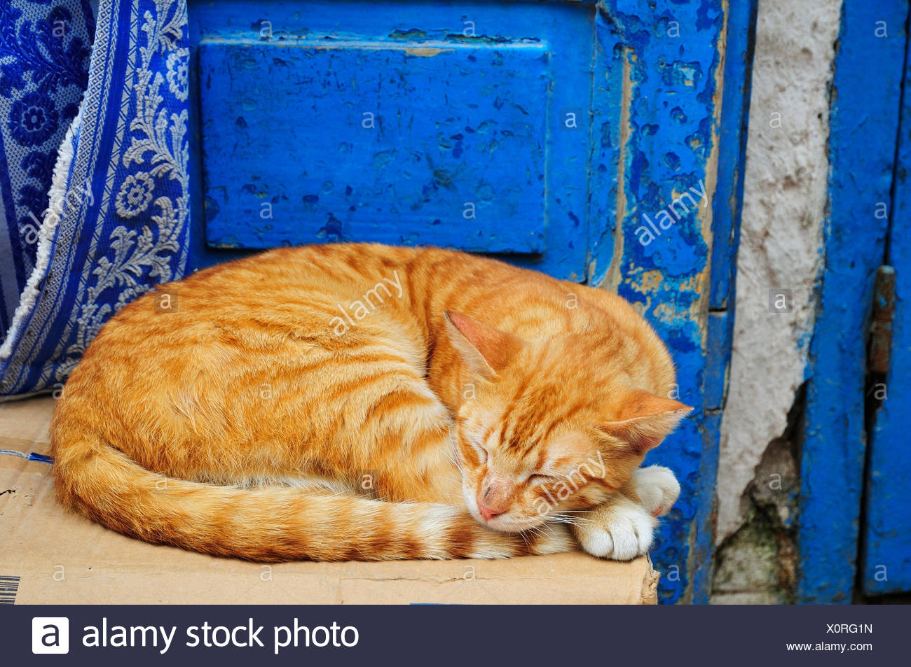 african tabby cat