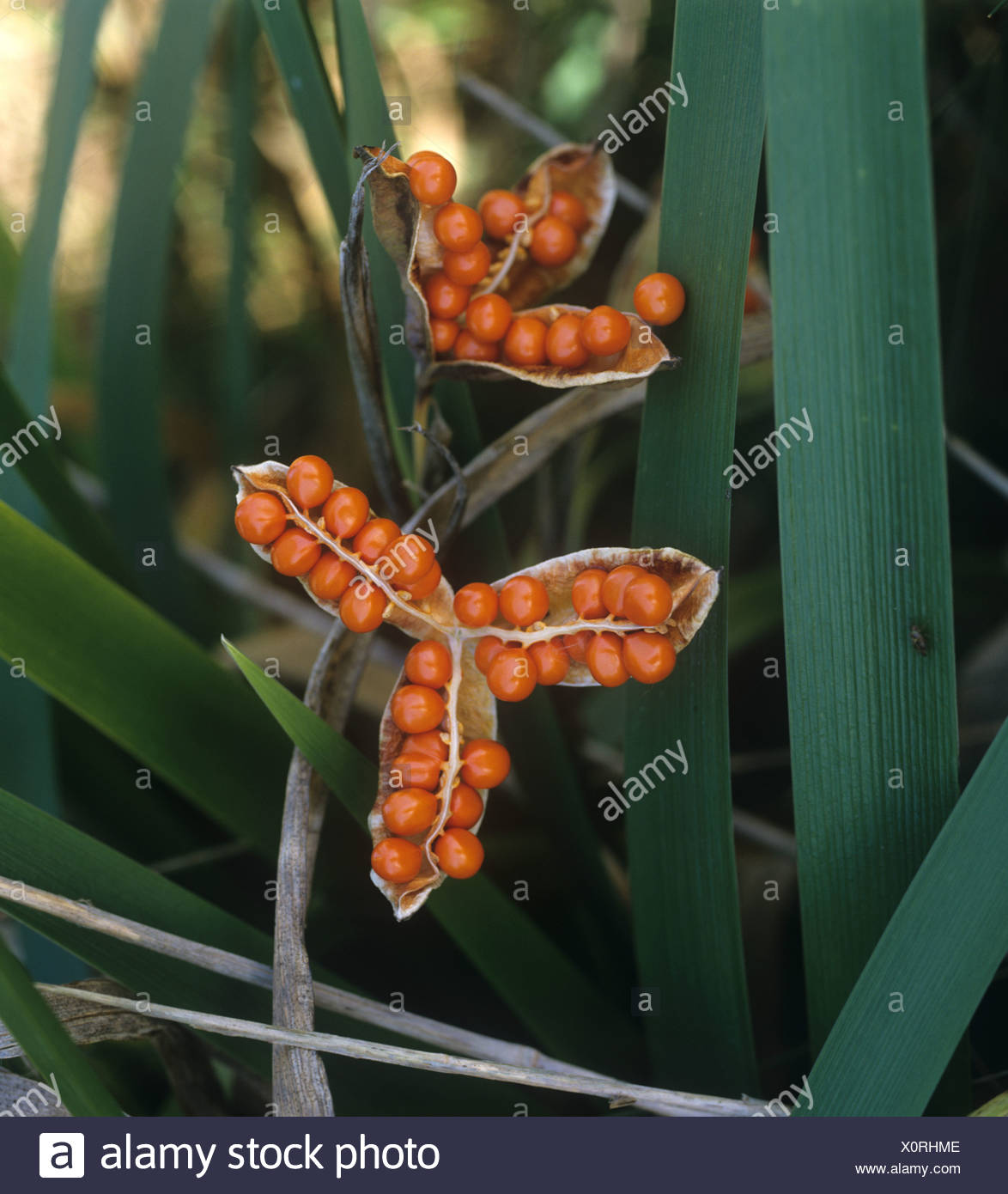 Stinking Iris Or Roast Beef Plant Iris Foetidissima Opened Seedpods Revealing Range Fruit Stock Photo Alamy