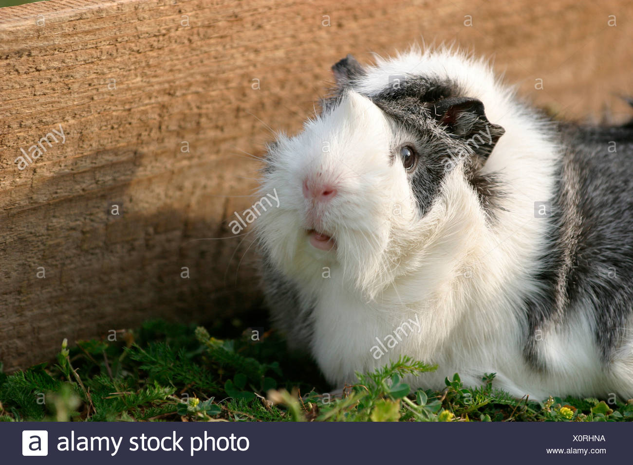 grey abyssinian guinea pig