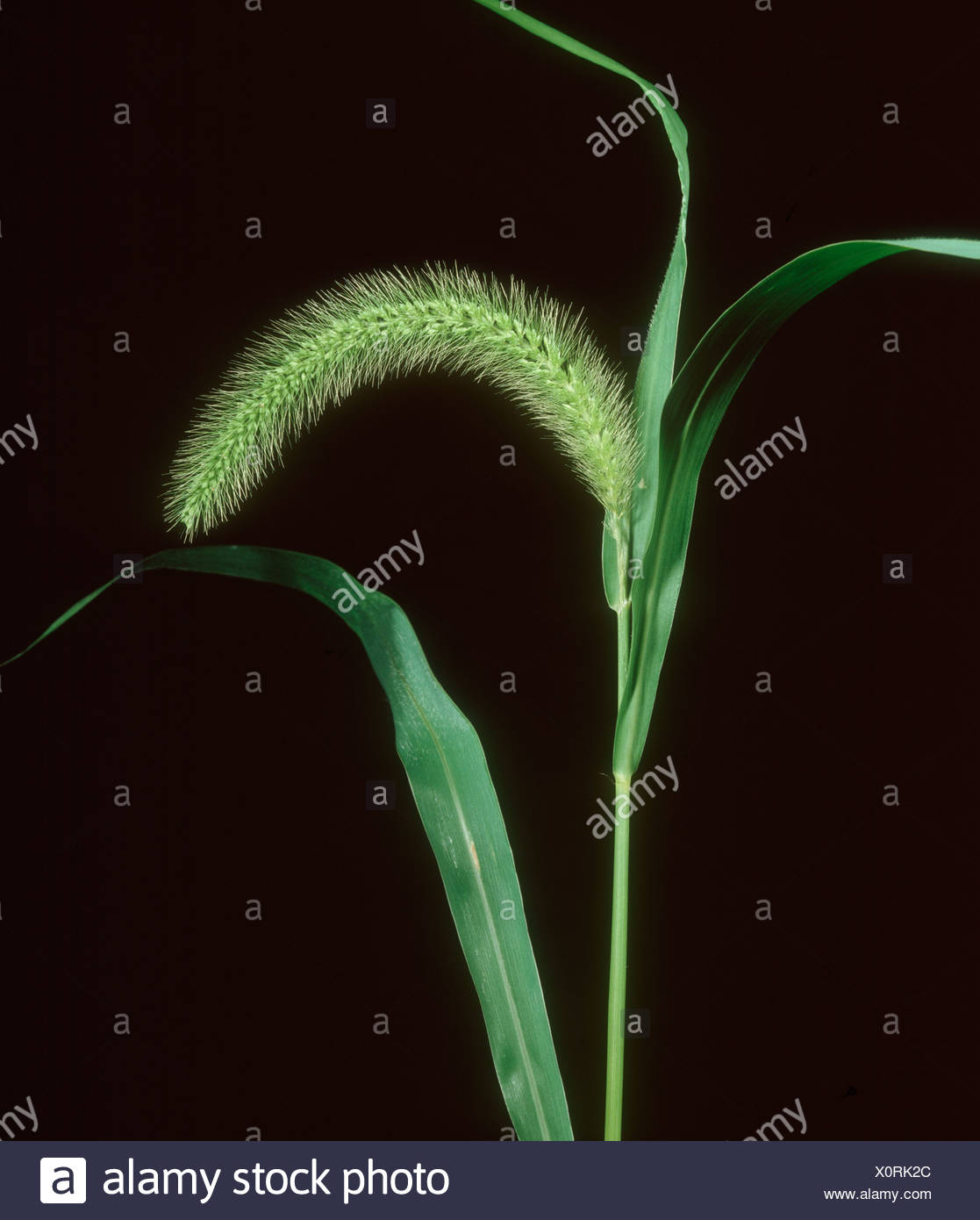 Giant Setaria Stock Photos Giant Setaria Stock Images Alamy