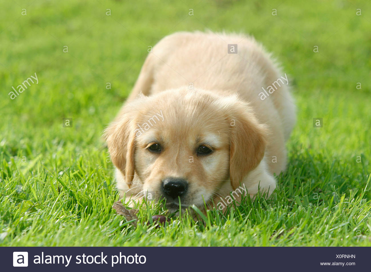 golden meadows retrievers