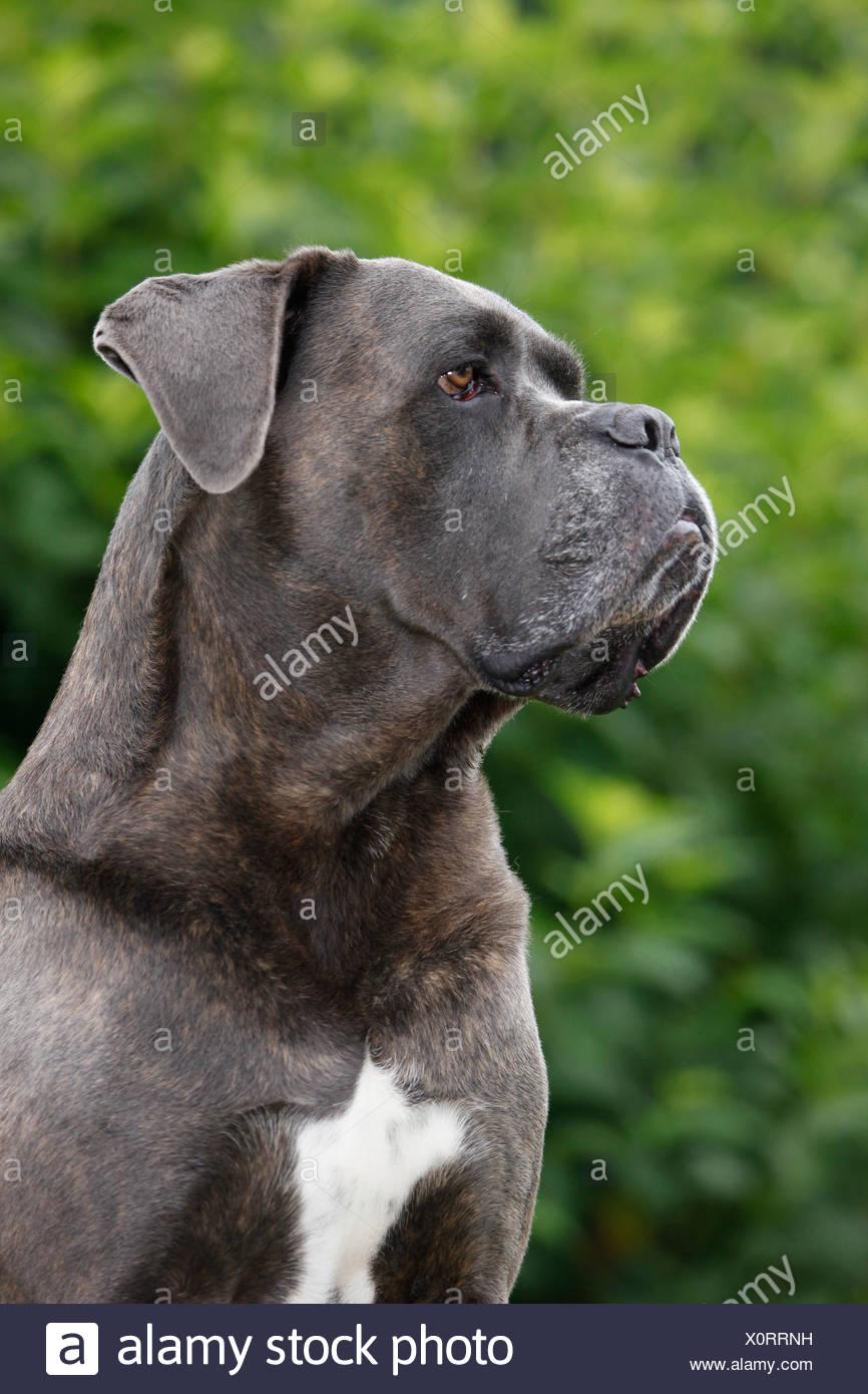 Cane Corso Portrait Stock Photo 275889421 Alamy