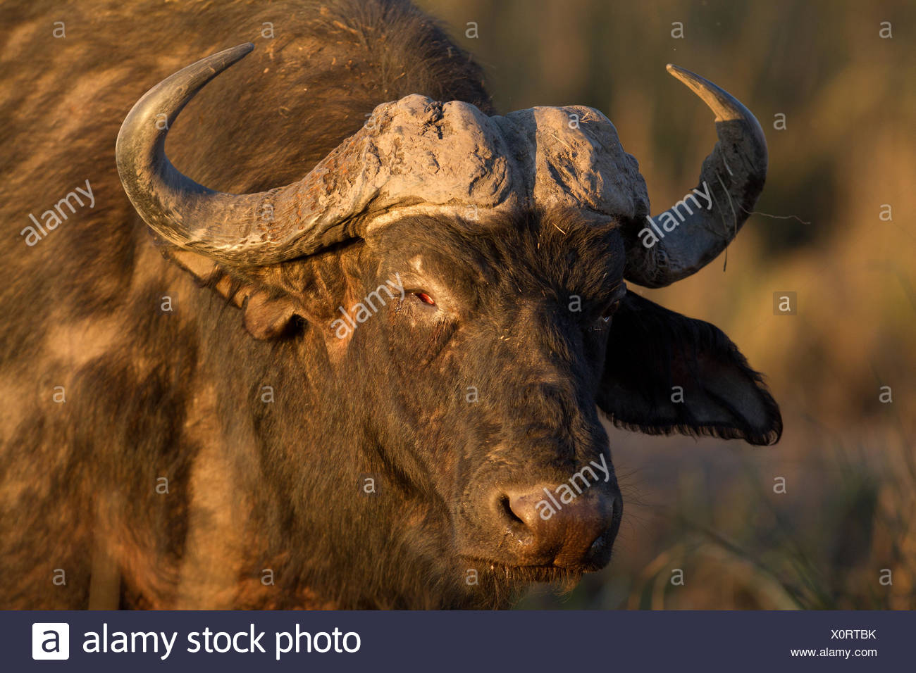 water buffalo in the evening sun Stock Photo: 275889927 - Alamy