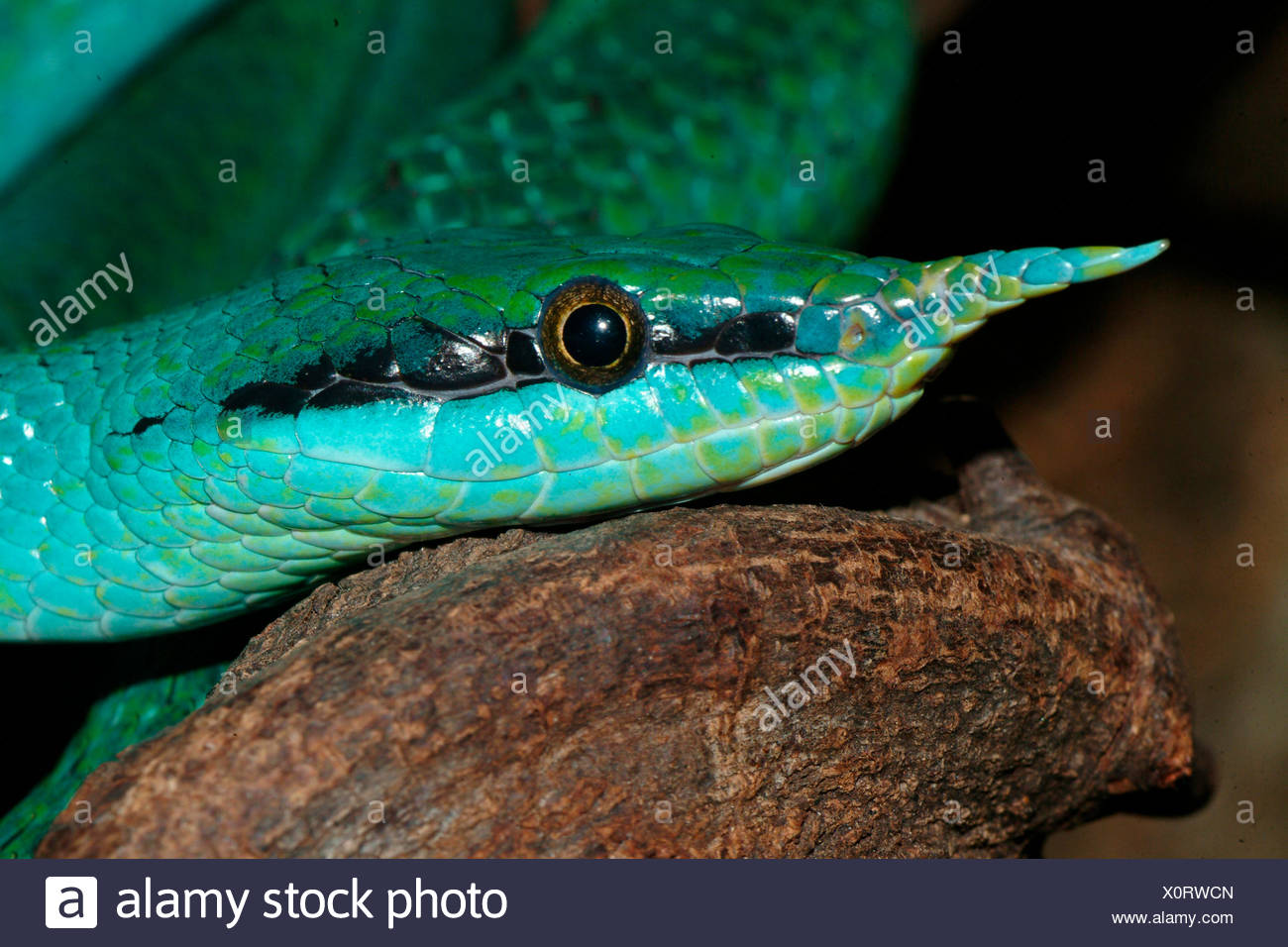 Snakes Of Vietnam Stock Photos Snakes Of Vietnam Stock Images