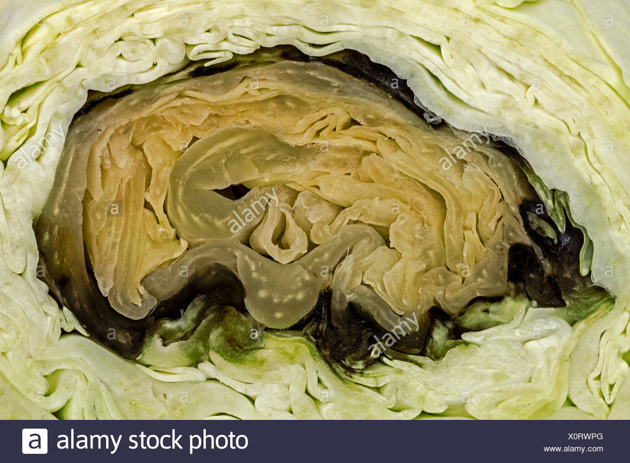 Rotten Cabbage High Resolution Stock Photography and Images Alamy