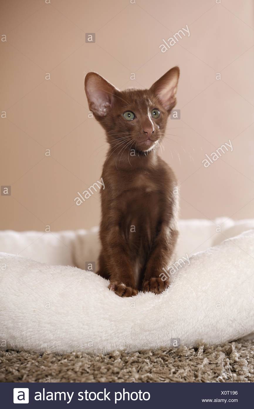 Oriental Shorthair Kitten Stock Photo 275893778 Alamy