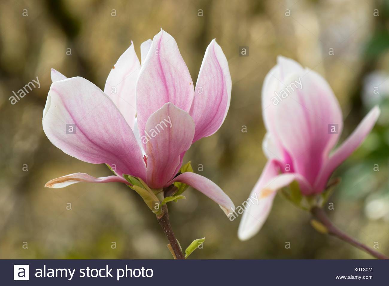 Tulip Tree High Resolution Stock Photography And Images Alamy,Grandmother Of The Bride Dresses