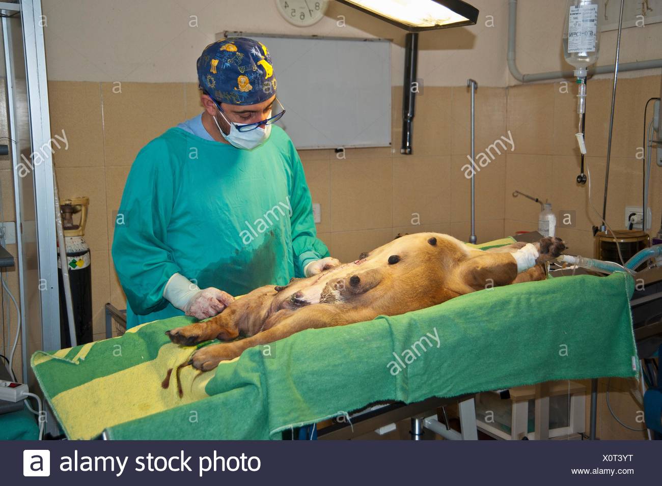 English Bulldog C Section Stock Photo Alamy