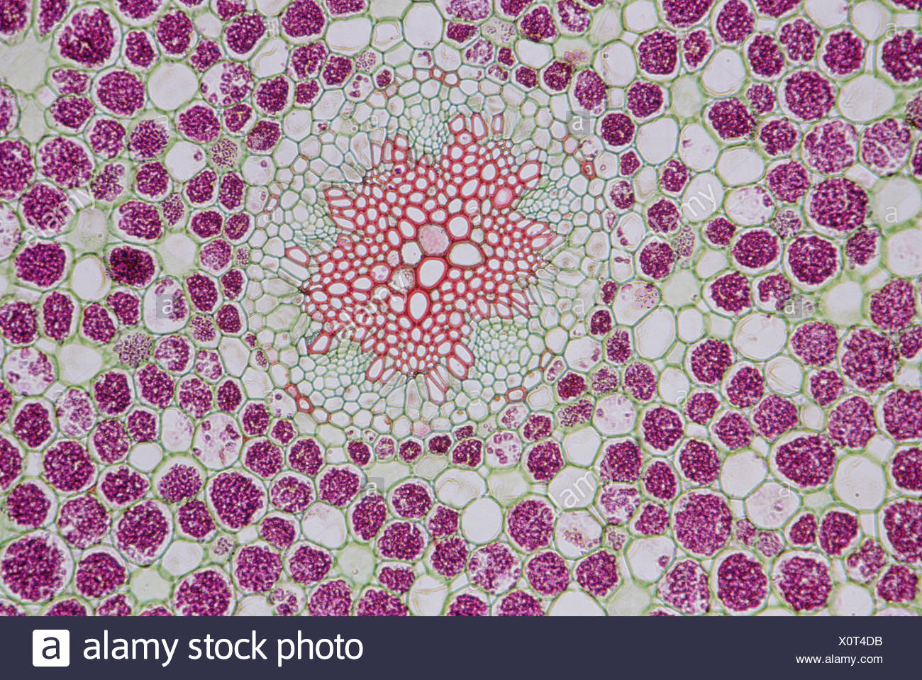 Electron Micrograph Plant Cell Stock Photos & Electron Micrograph Plant