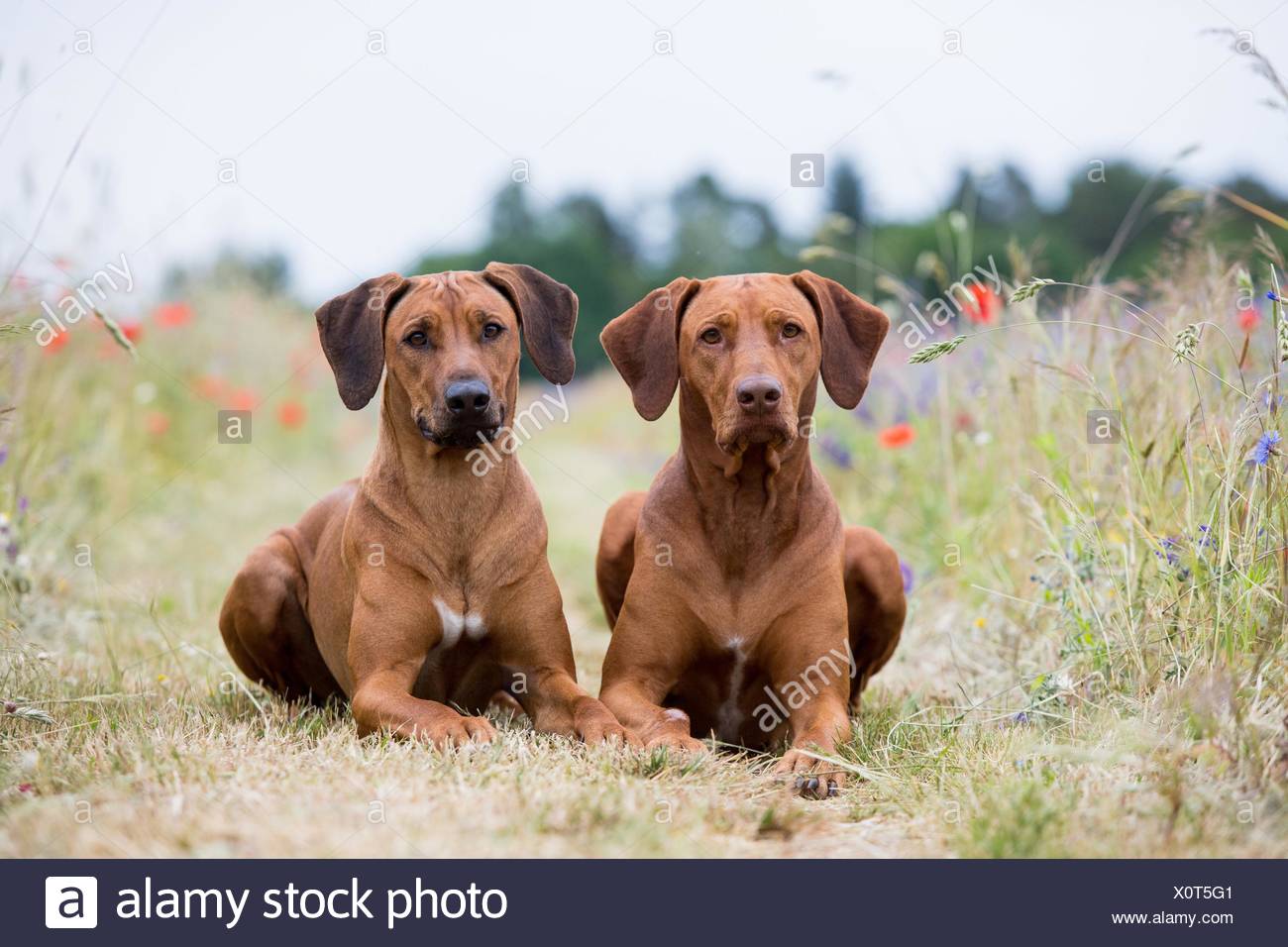 ridgeback 2