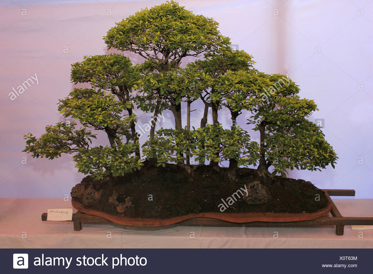 Golden duranta bonsai Plant, Pune Stock Photo - Alamy Golden duranta bonsai Plant, Pune Stock Photo - Alamy