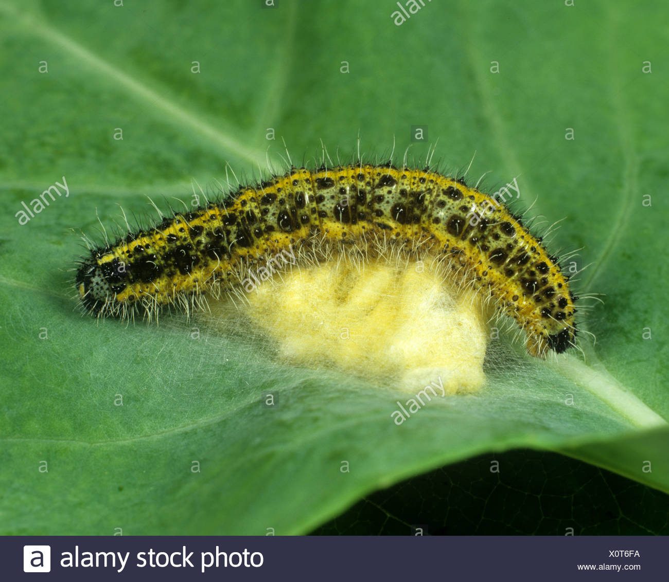 Large White Butterfly Caterpillar High Resolution Stock Photography and