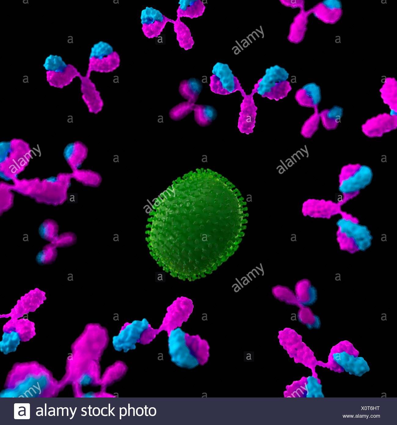 Antibodies Attacking Stock Photos & Antibodies Attacking Stock Images