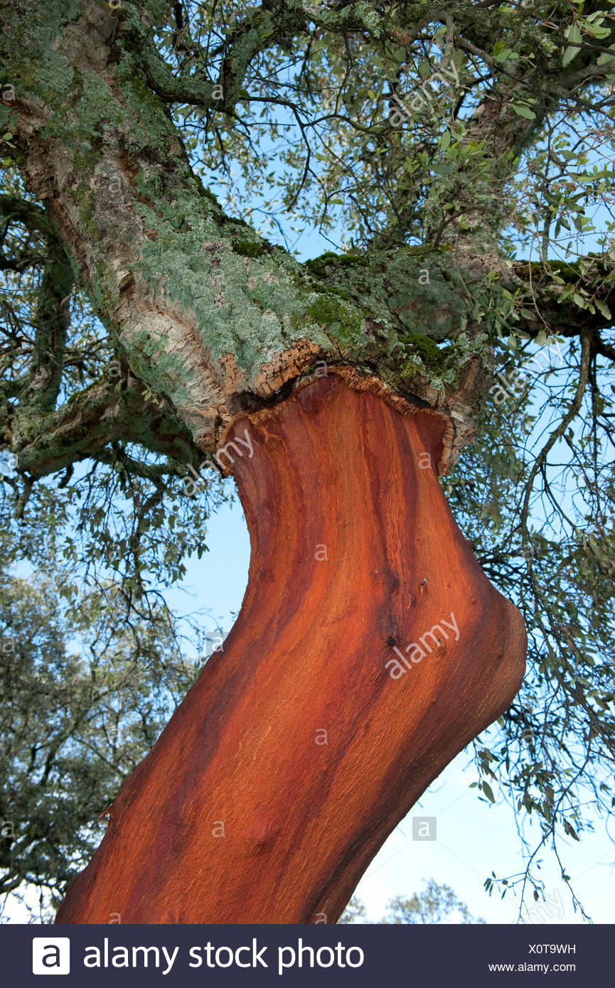 Cork Oak Stock Photos & Cork Oak Stock Images Alamy
