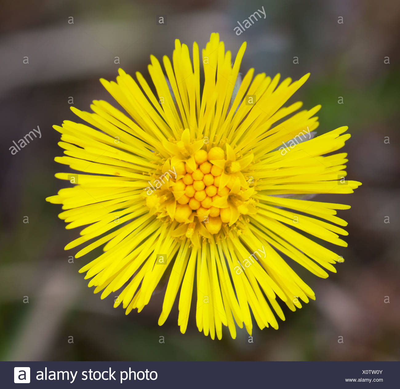 Thin Petals Stock Photos & Thin Petals Stock Images Alamy