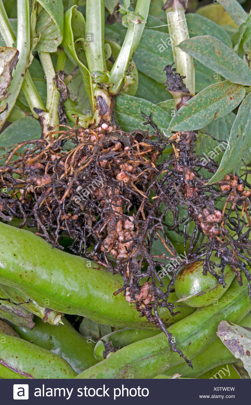 Root Nodules Bean High Resolution Stock Photography and Images Alamy