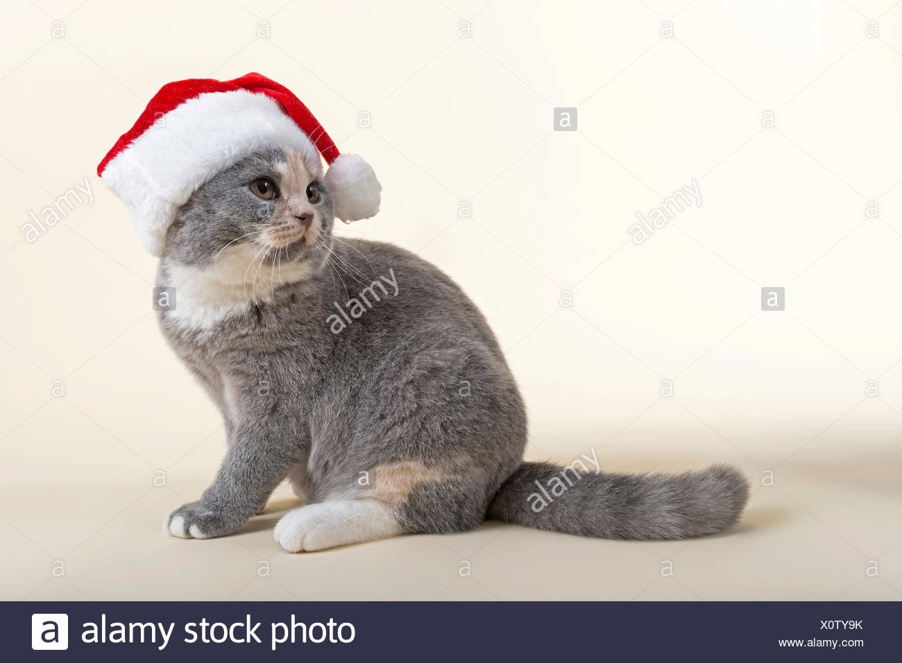 British Shorthair Kitten 6 Months Blue Cream With Santa Hat
