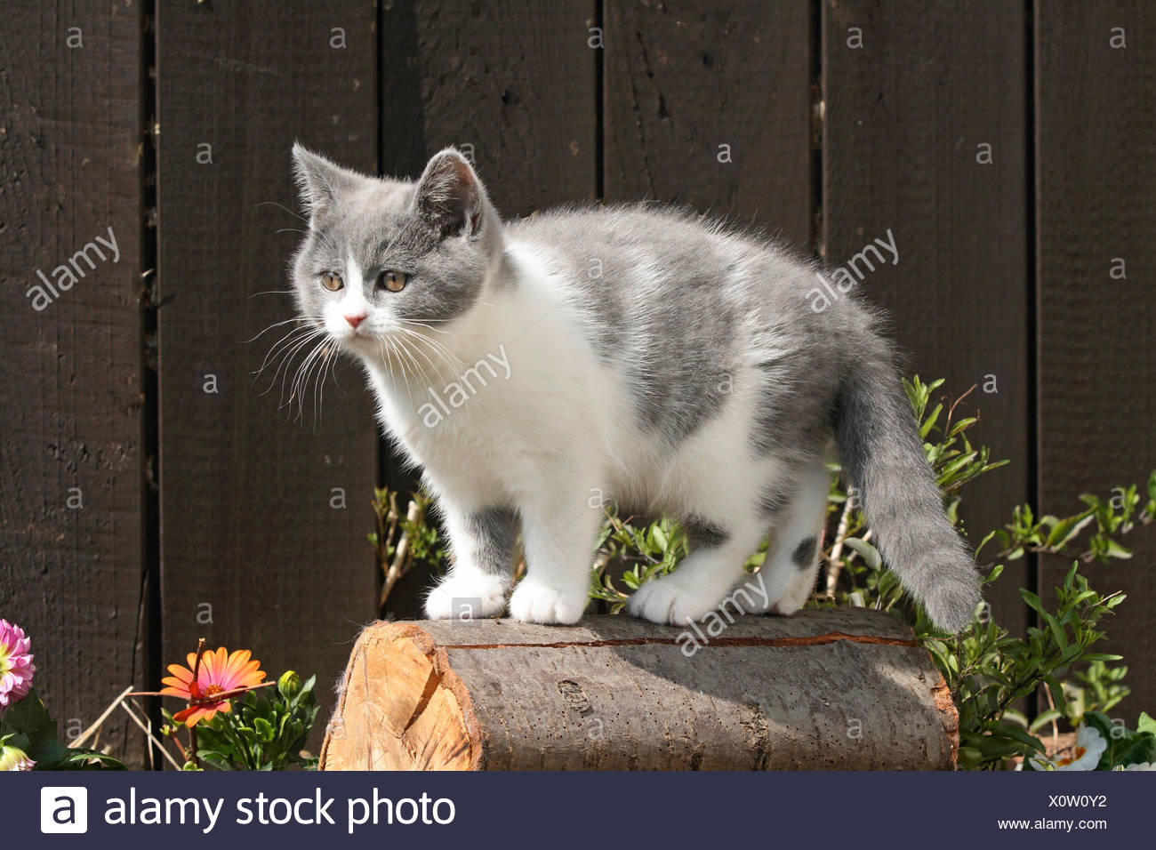 British Shorthair Cat 10 Weeks Old Stock Photo 275915446