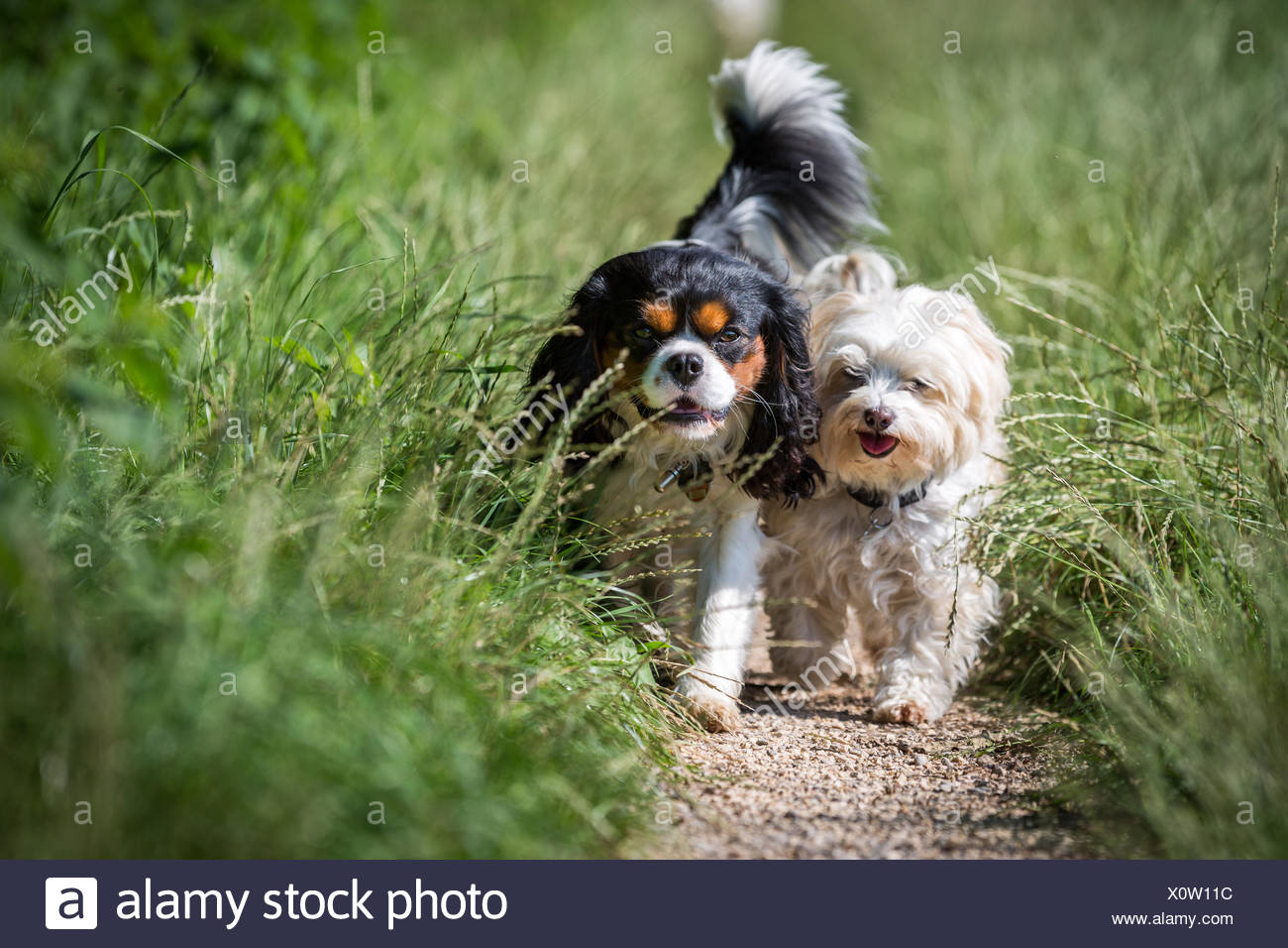 havanese and cavalier king charles spaniel