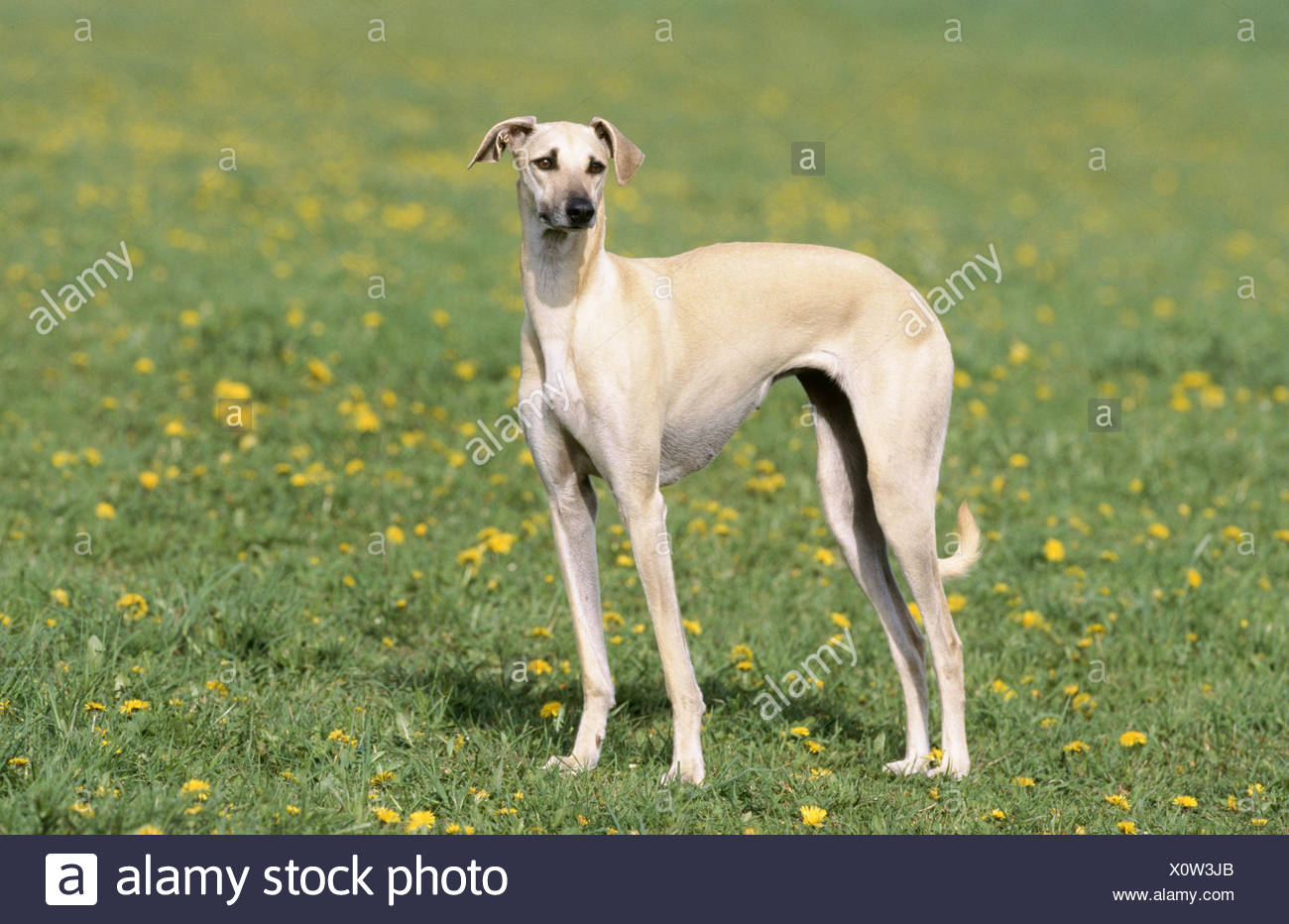 Arabian Greyhound (Sloughi Stock Photo 