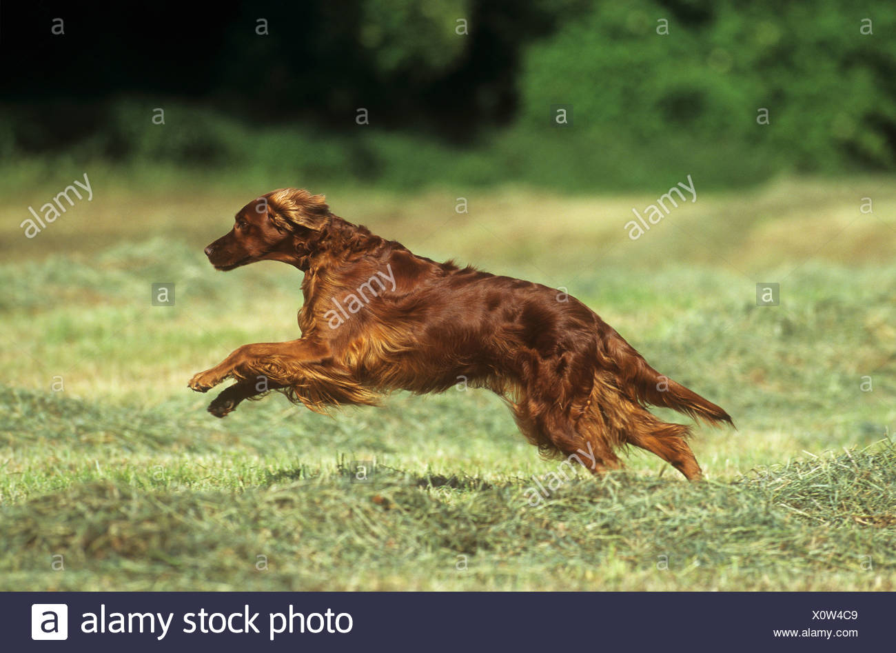 irish setter running