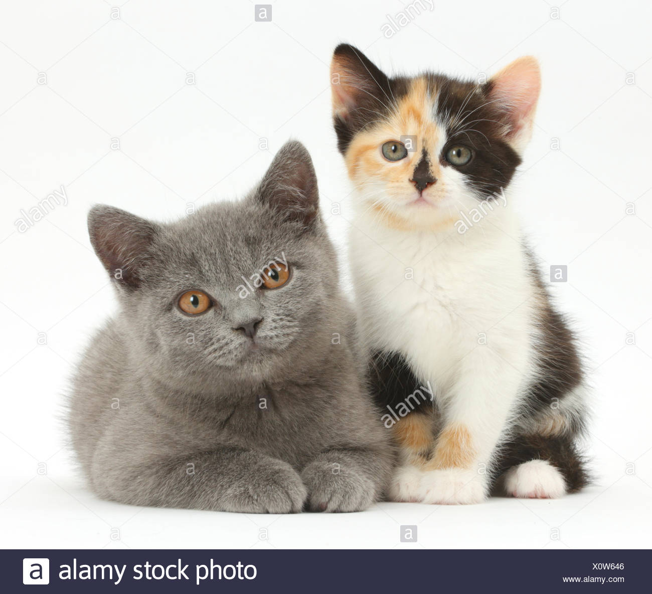 Tortoiseshell Kitten And Blue British Shorthair Kitten Stock Photo