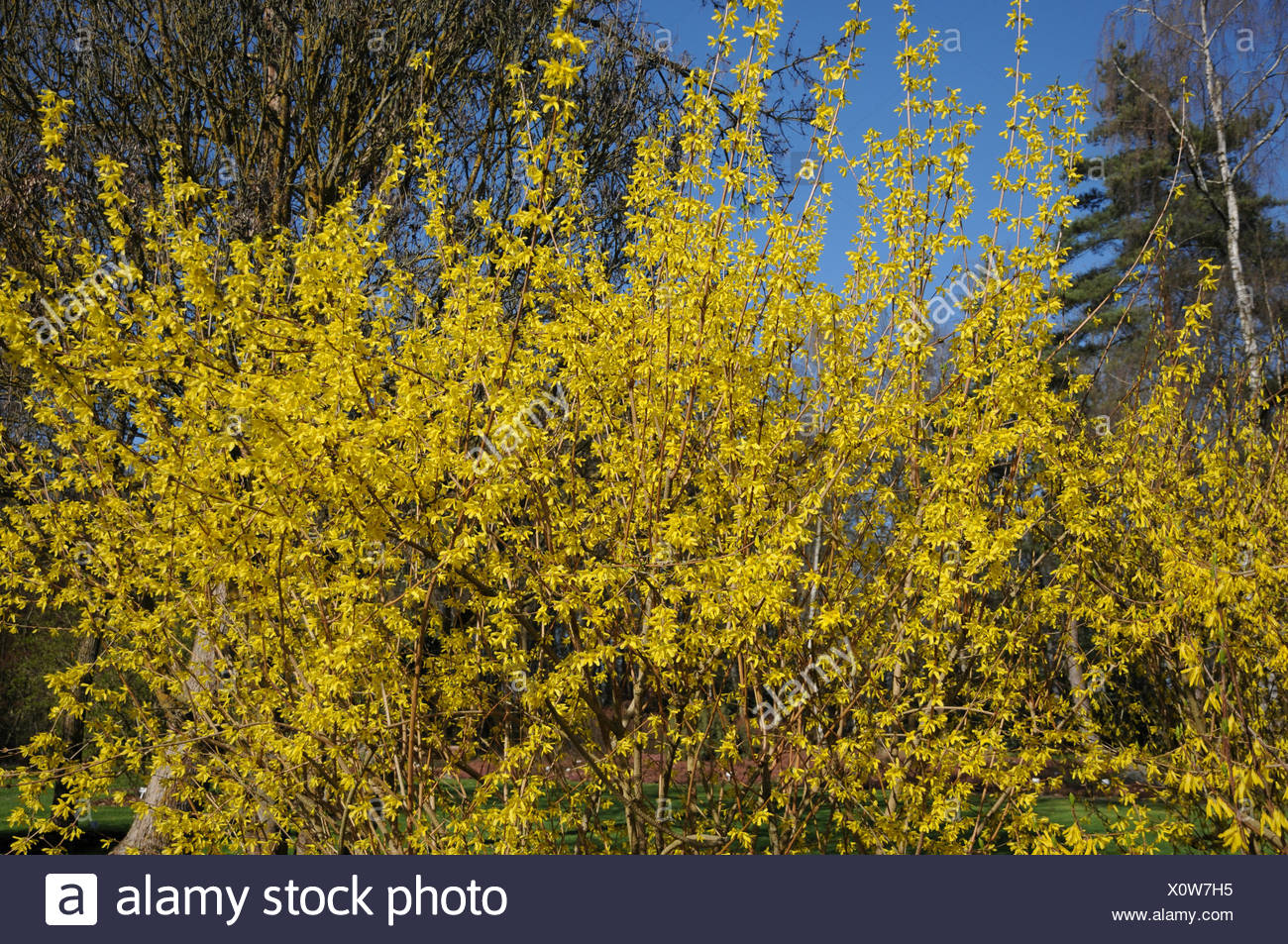 Forsythia Suspensa Ssp Fortunei Stock Photo Alamy Forsythia Suspensa Ssp Fortunei Stock Photo Alamy