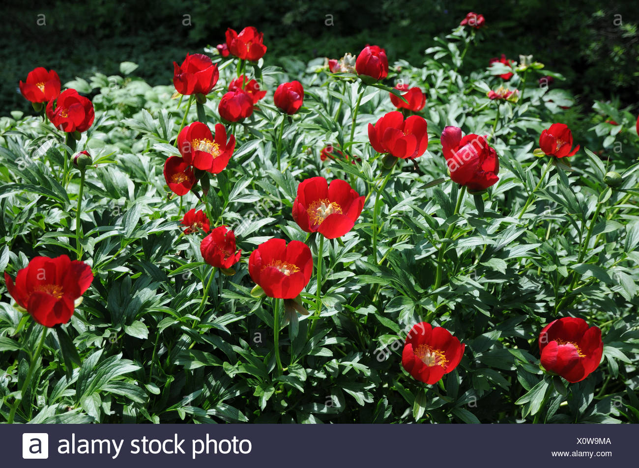 Scarlet red single peony Stock Photo