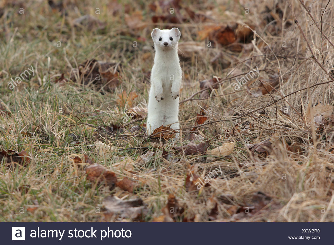 Ermine Fur High Resolution Stock Photography and Images Alamy