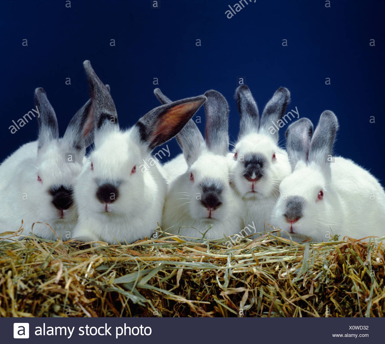 2 Lb California Rabbits Stock Photo Alamy