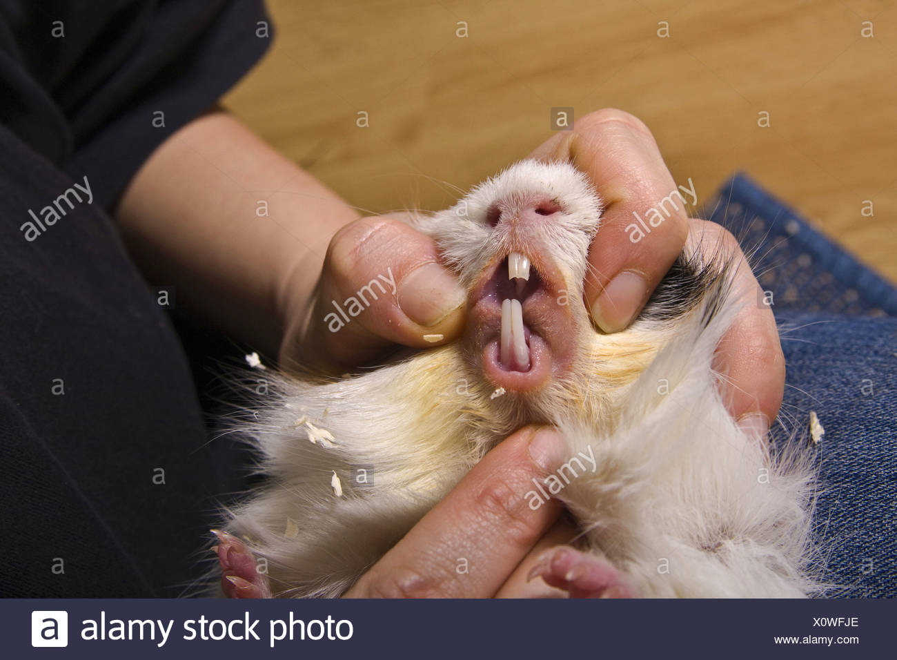 Guinea Pig Teeth Stock Photos & Guinea Pig Teeth Stock Images Alamy