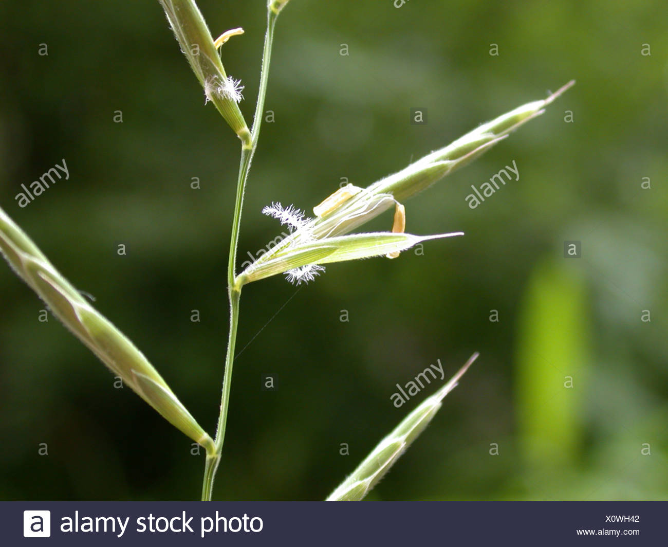 Wind Pollination Grasses Stock Photos & Wind Pollination Grasses Stock