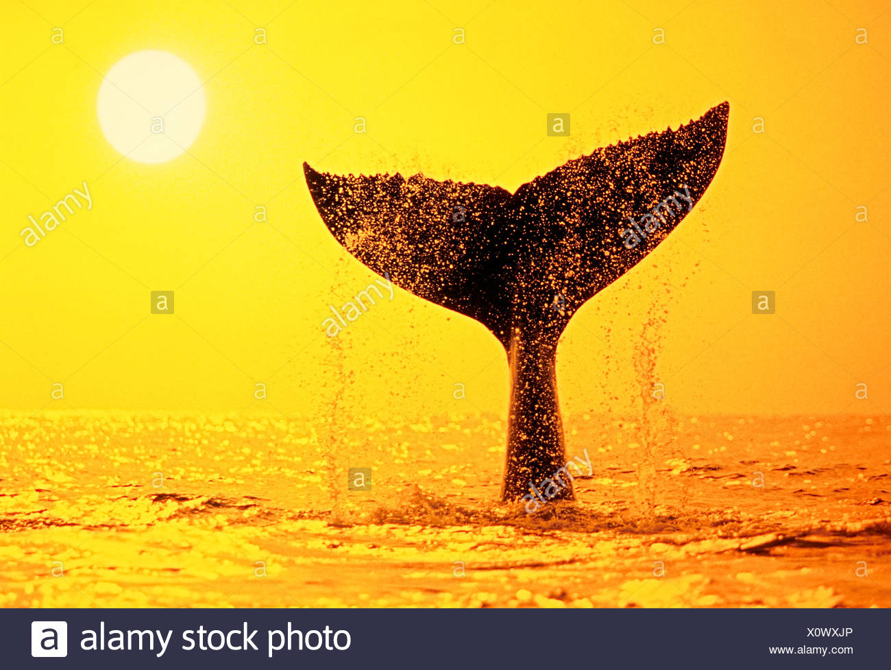 Humpback Whale Tail High Resolution Stock Photography and Images - Alamy