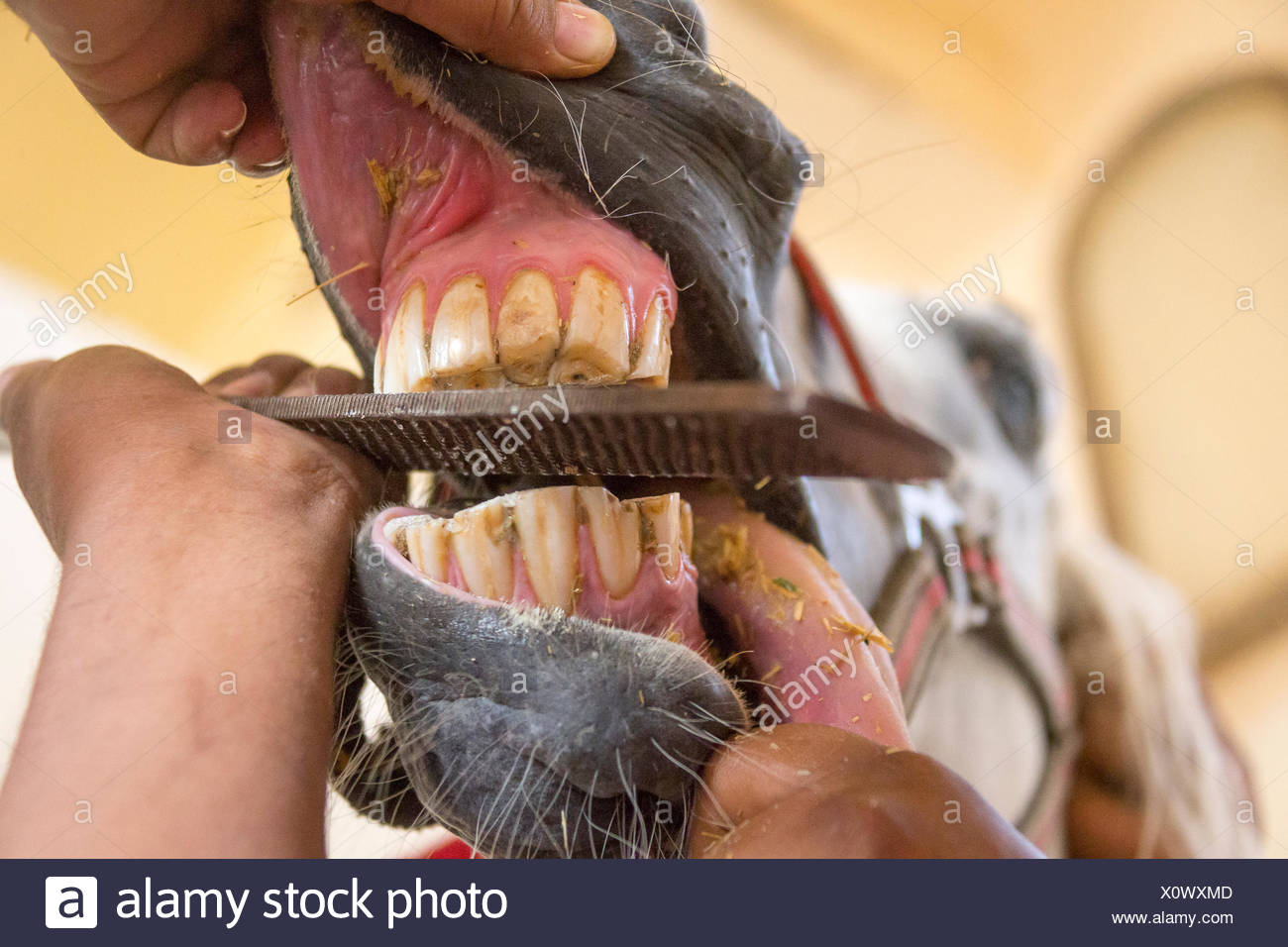 Rasping Stock Photos & Rasping Stock Images Alamy