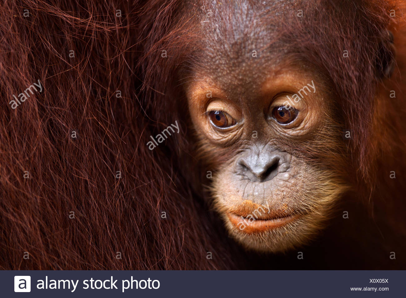 Ladies-orangutans from Sumatra lipstick lips 36 Ladies-orangutans from Sumatra lipstick lips 33
