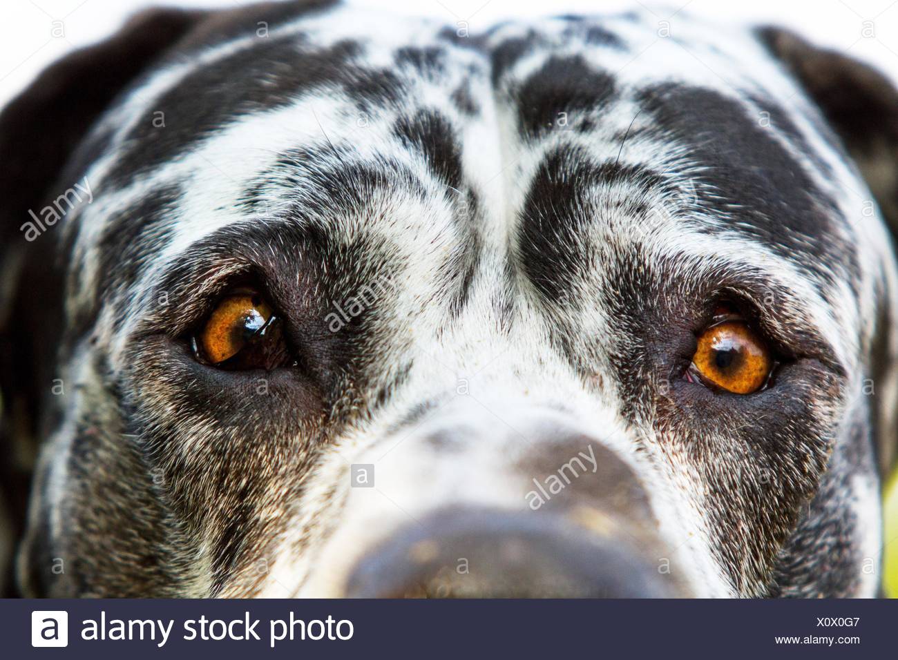 great dane eyes