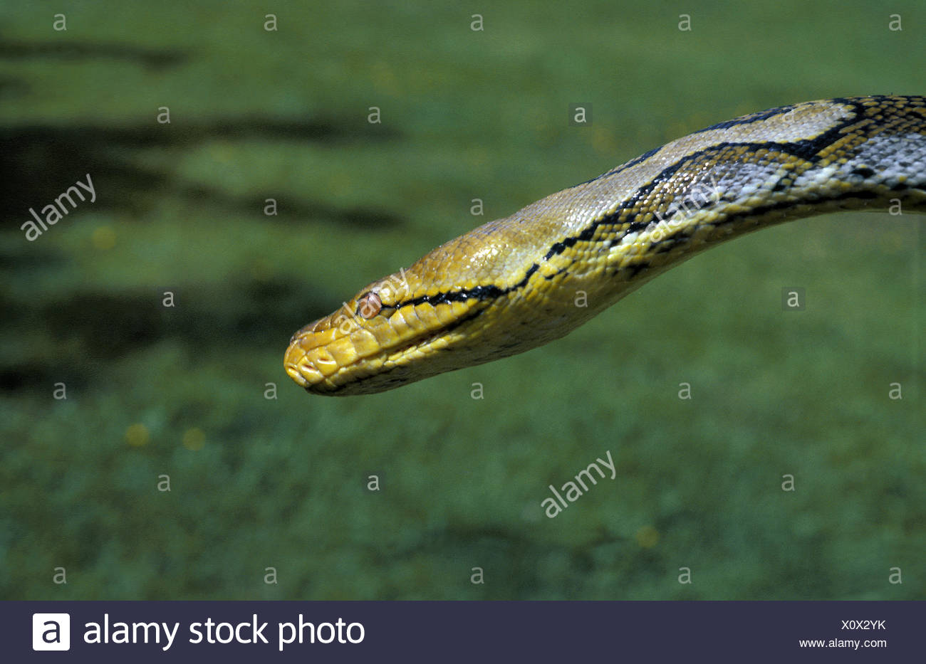 Python Reticulated High Resolution Stock Photography and Images - Alamy