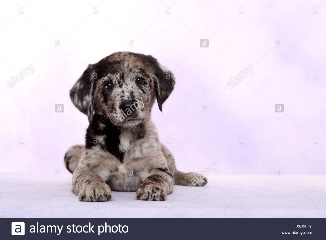 Australian Shepherd Labrador Mongrel Puppy Stock Photo Alamy Australian Shepherd Labrador Mongrel Puppy Stock Photo Alamy