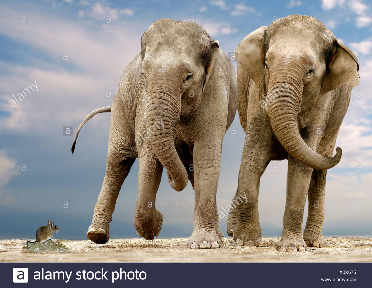 Scared Elephants High Resolution Stock Photography and Images Alamy