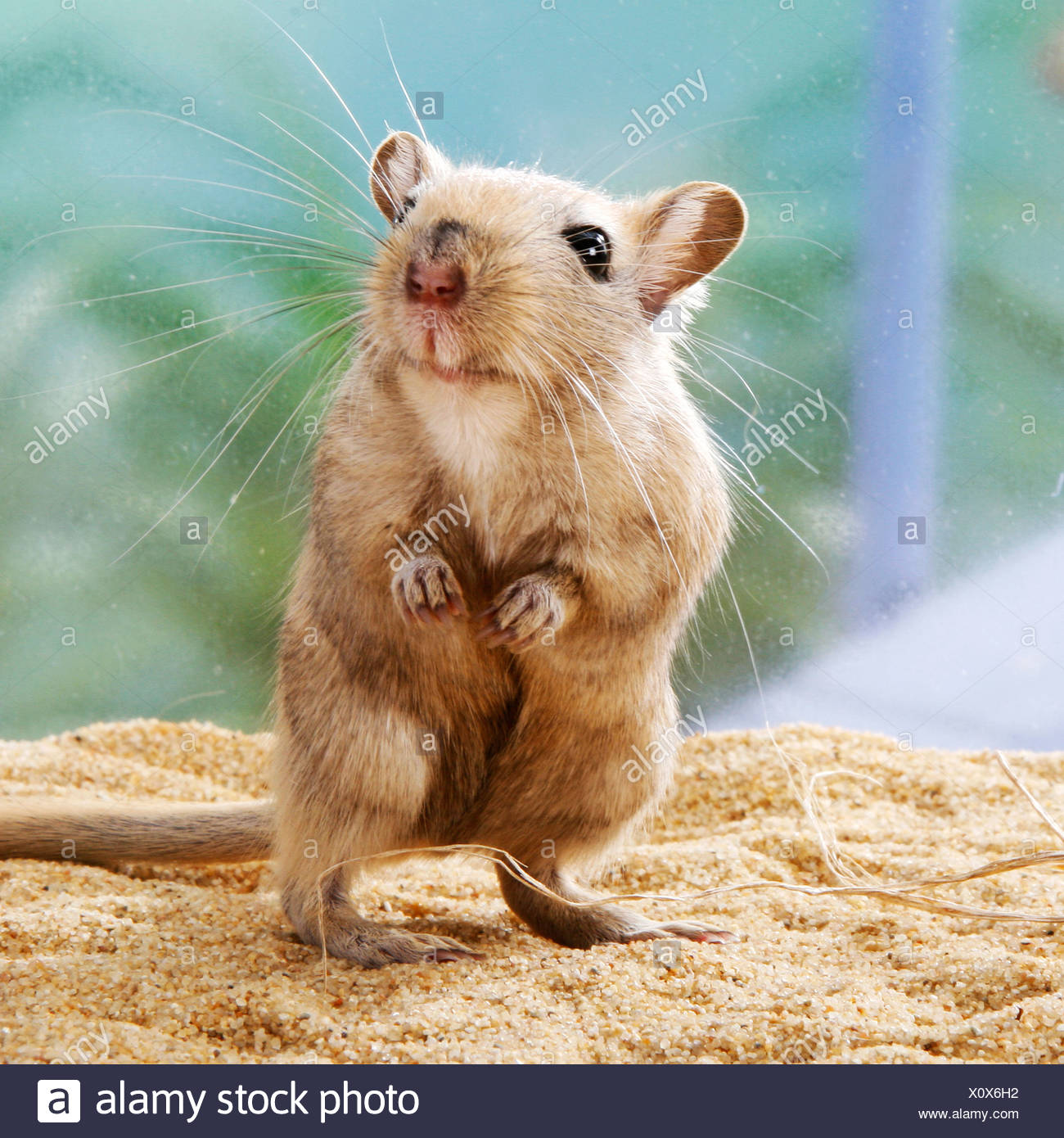 Mongolian Gerbil Stock Photos & Mongolian Gerbil Stock Images - Alamy