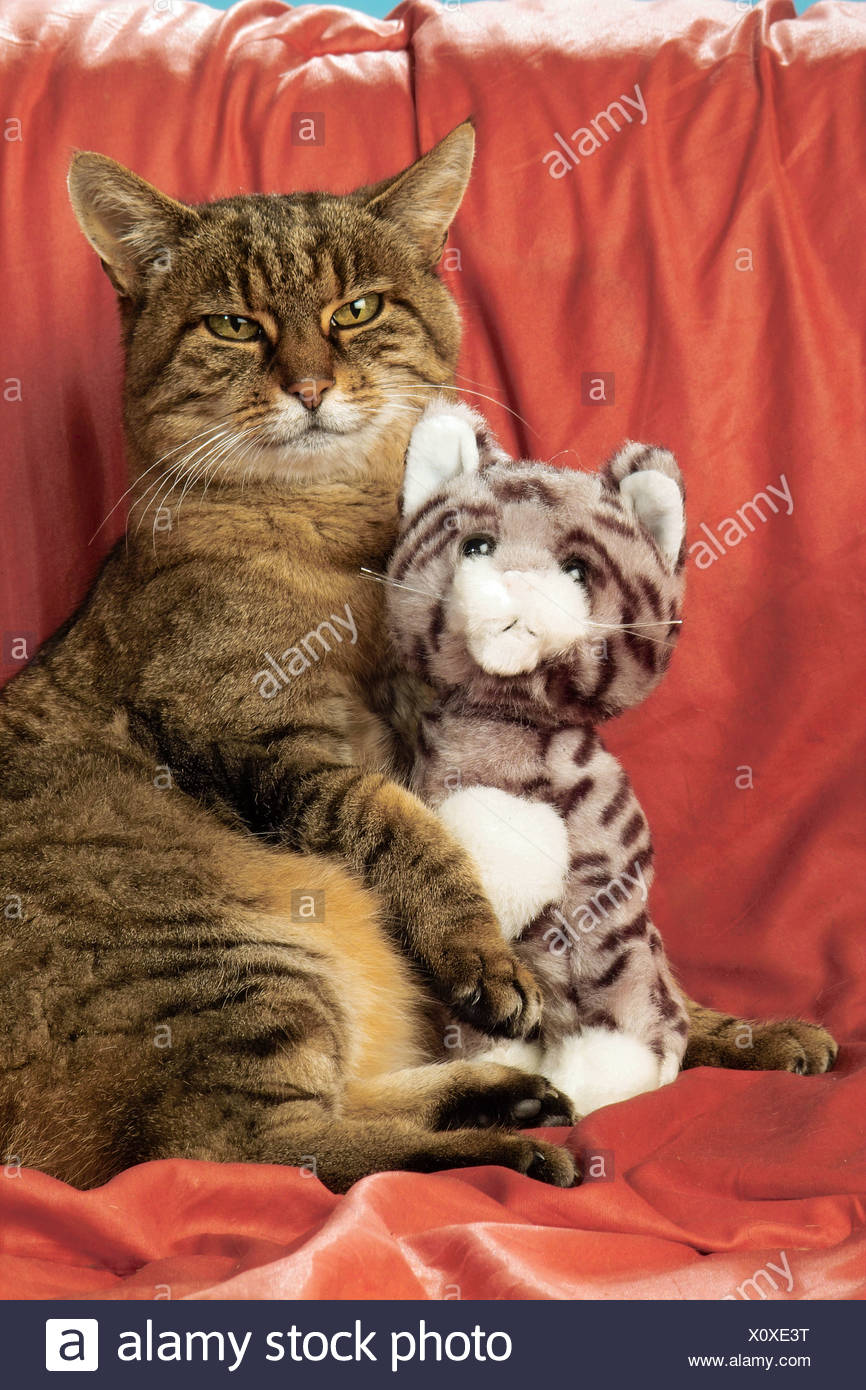 tabby cat cuddly toy