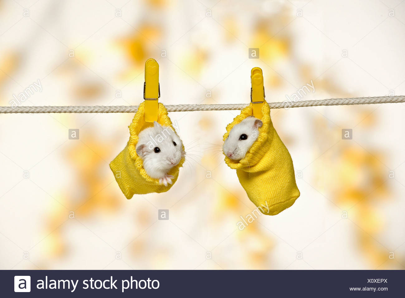 hamster with clothes