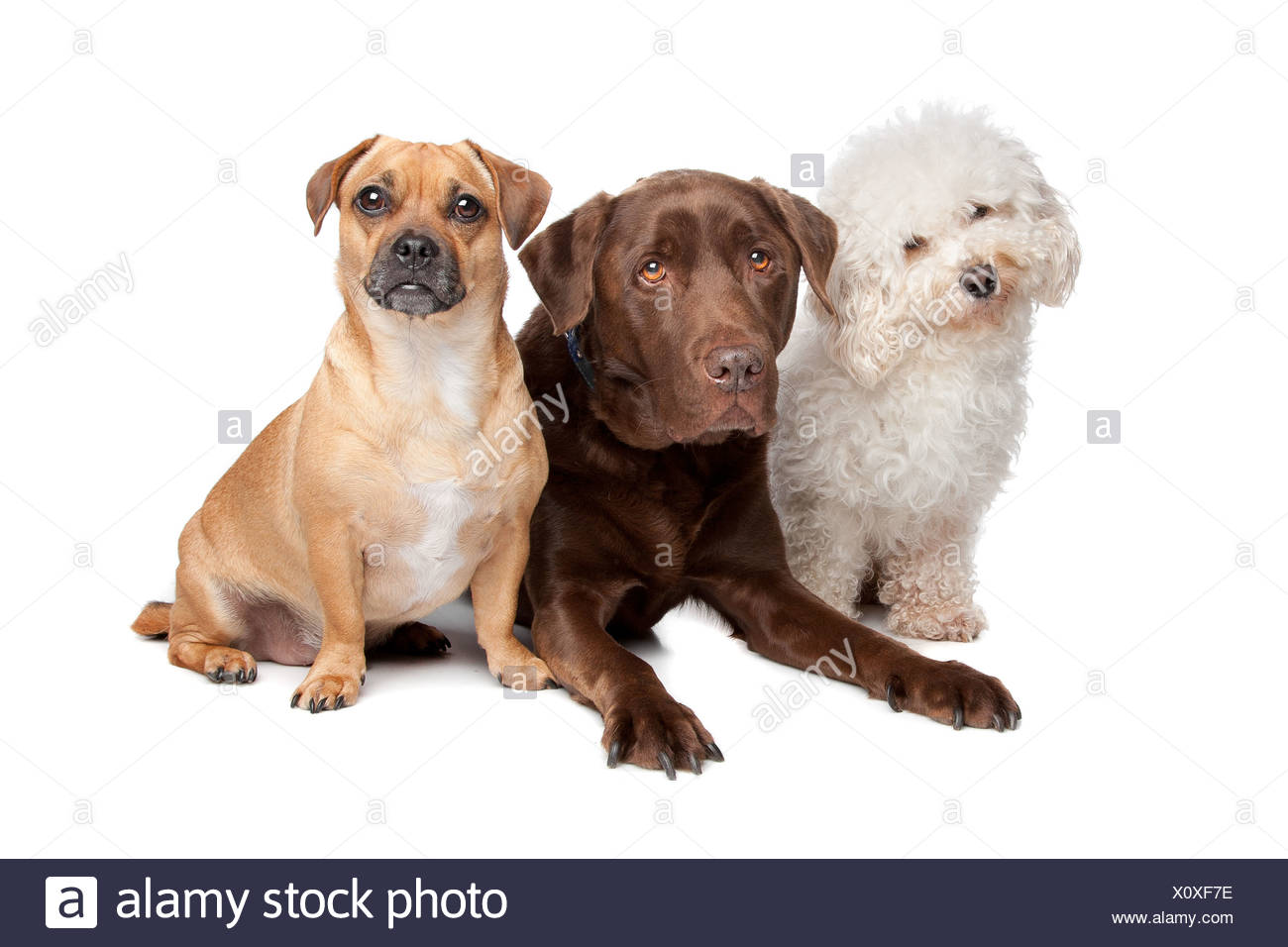 Black Lab Maltese Mix 2025