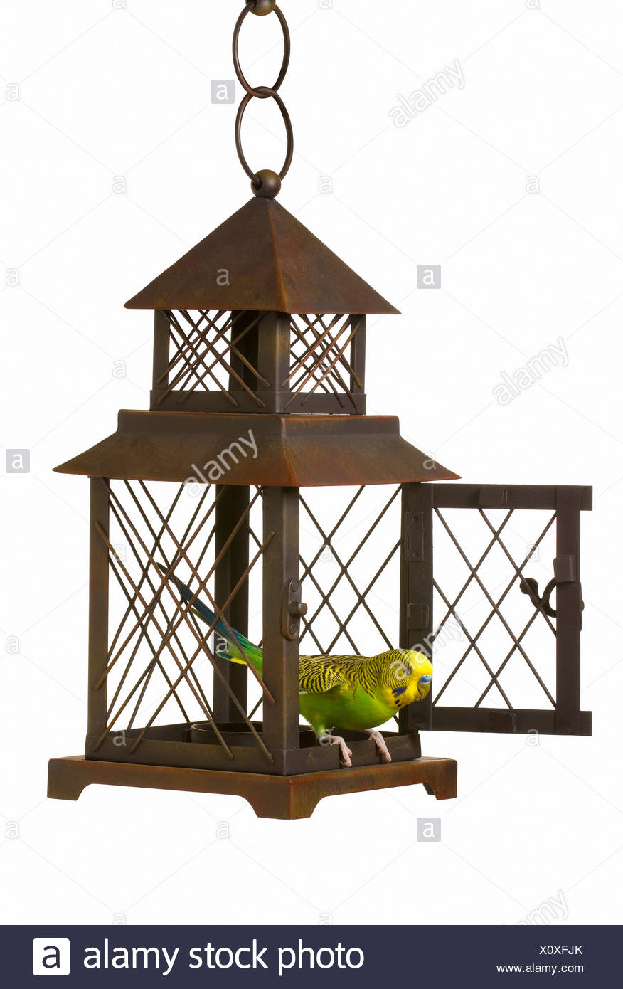 Bird Escaping Cage High Resolution Stock Photography and Images Alamy