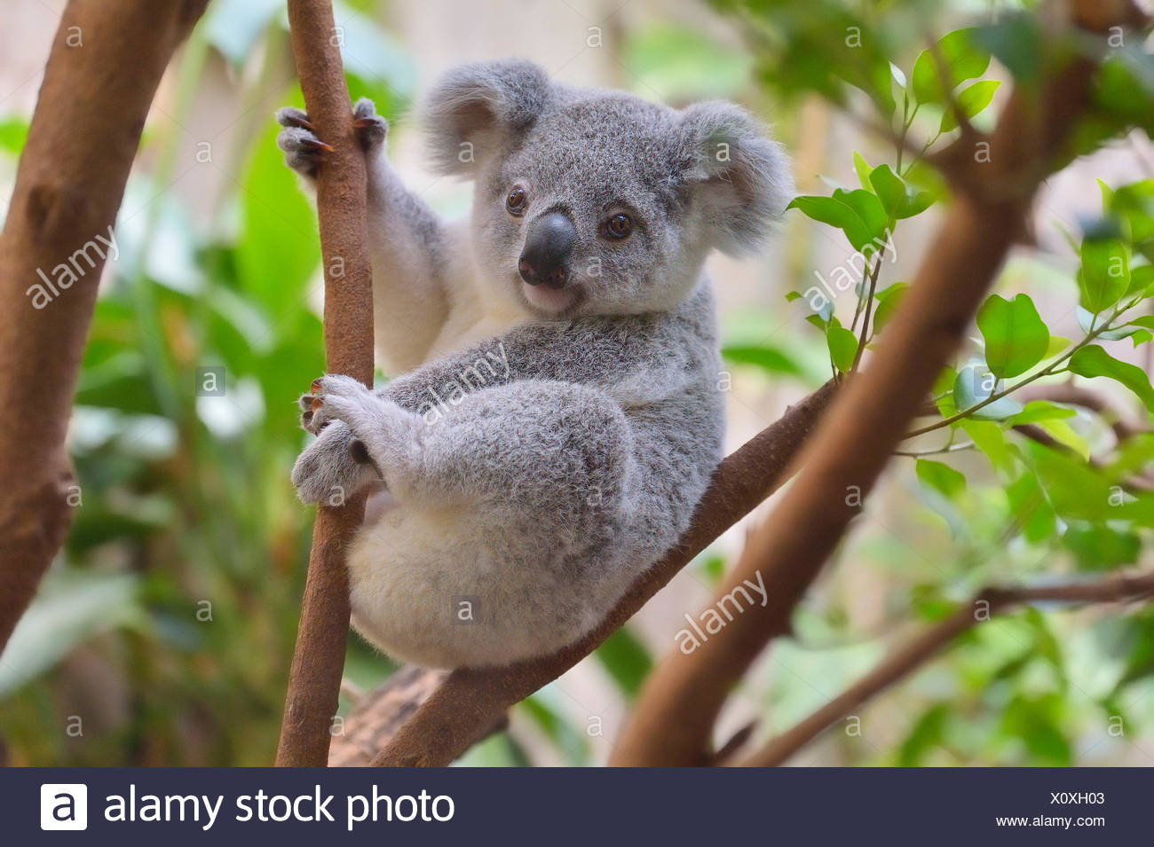 Baby Koala High Resolution Stock Photography and Images - Alamy